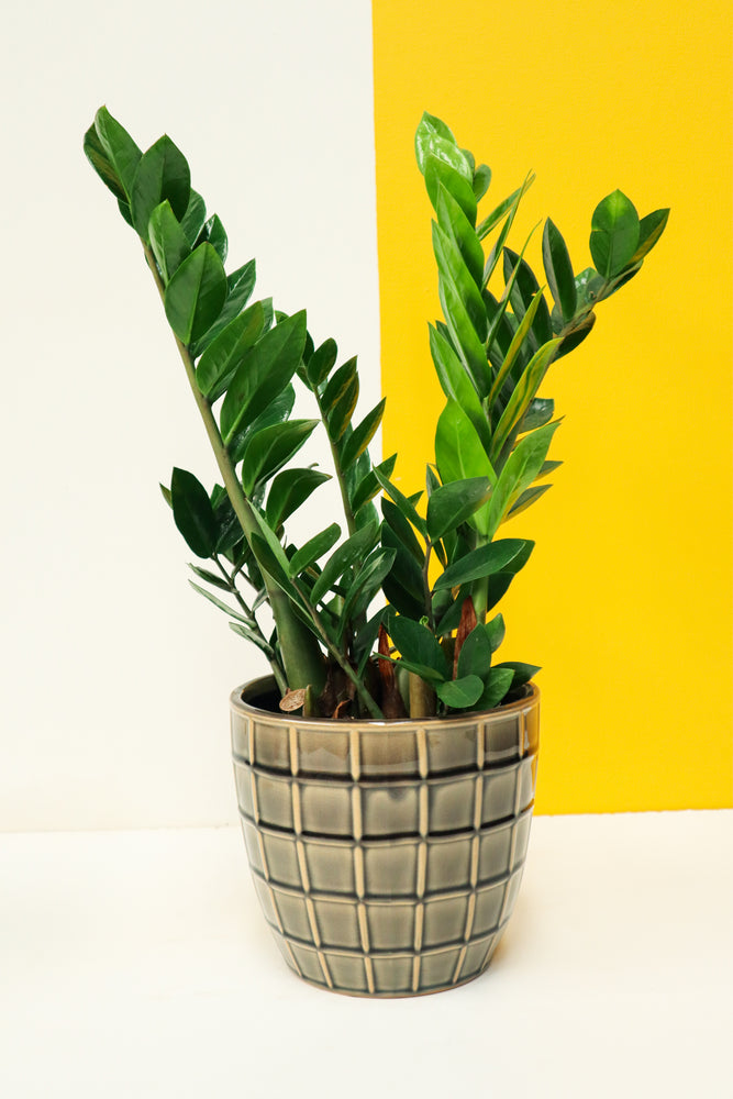 Pot Cover - Square