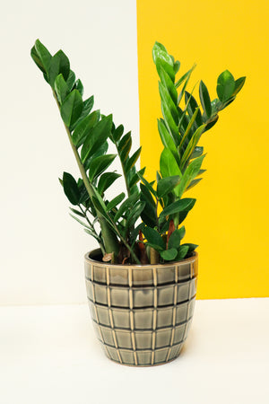 Pot Cover - Square