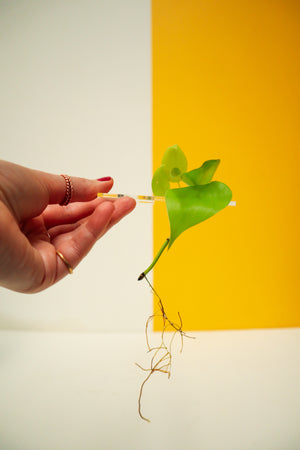 Propagation Disk