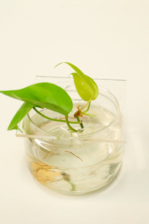 Propagation Disk