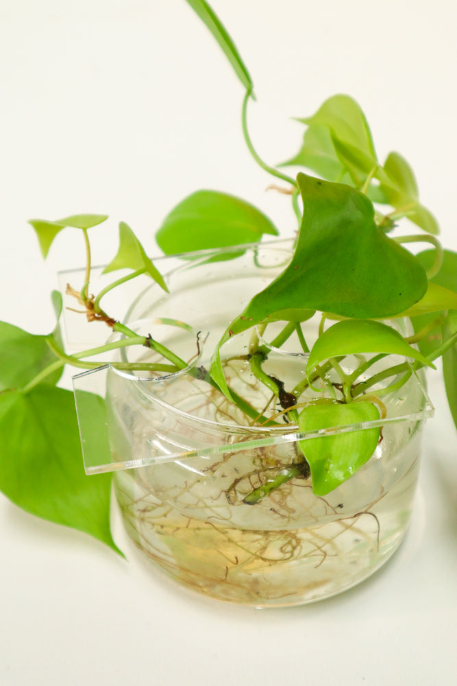 Propagation Disk