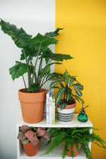 Seasonal Plant Subscription (Every 3 Months/Quarterly) Gauteng Only