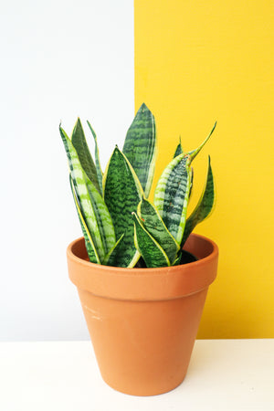 Snake Plant