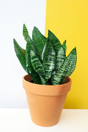 
            
                Load image into Gallery viewer, Snake Plant
            
        