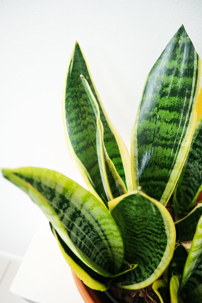 Snake Plant