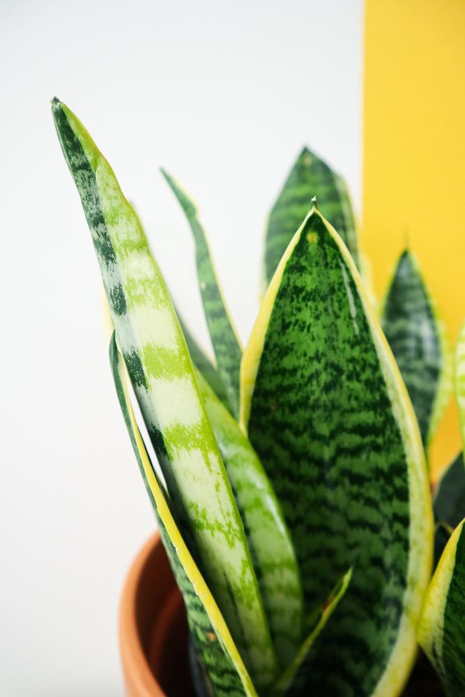 Snake Plant