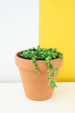 String of Pearls / Beads