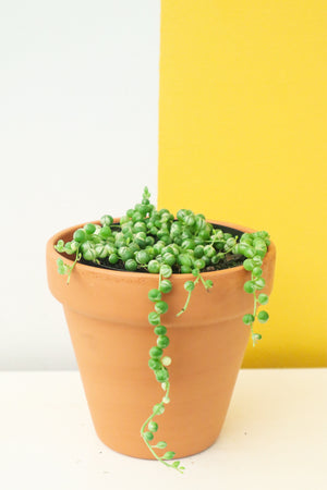 String of Pearls / Beads