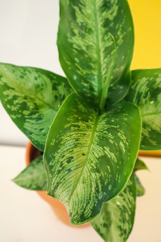 Dumb Cane Memoria corsii