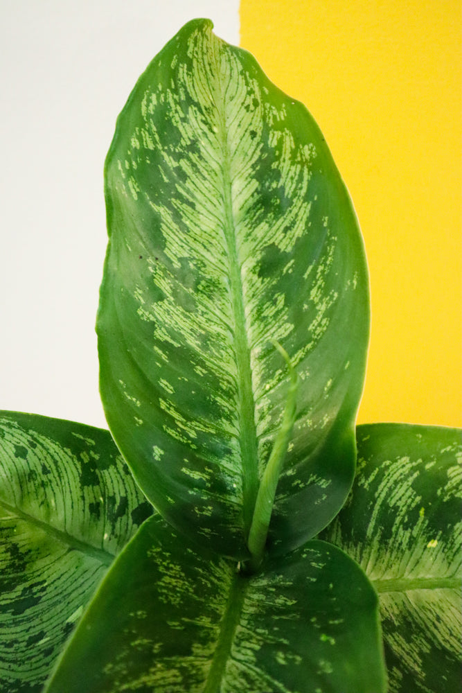 Dumb Cane Memoria corsii