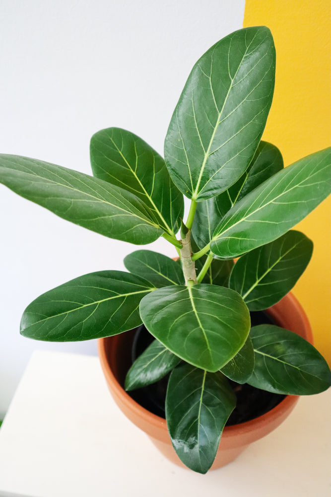 How We Care for Our Ficus Audrey - Yellow Brick Home