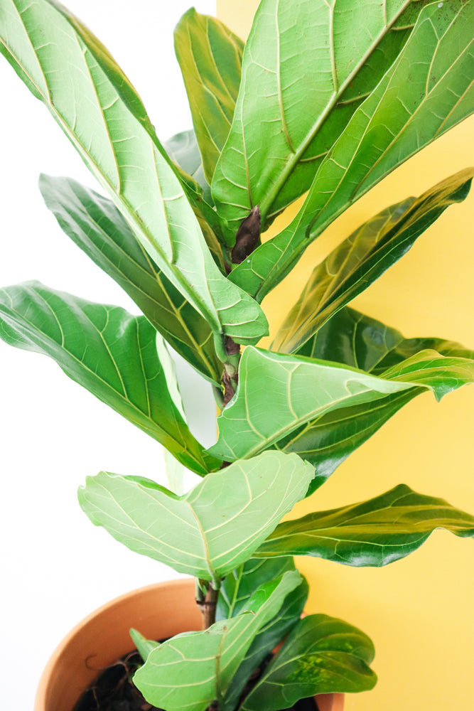 
            
                Load image into Gallery viewer, Fiddle Leaf Fig
            
        