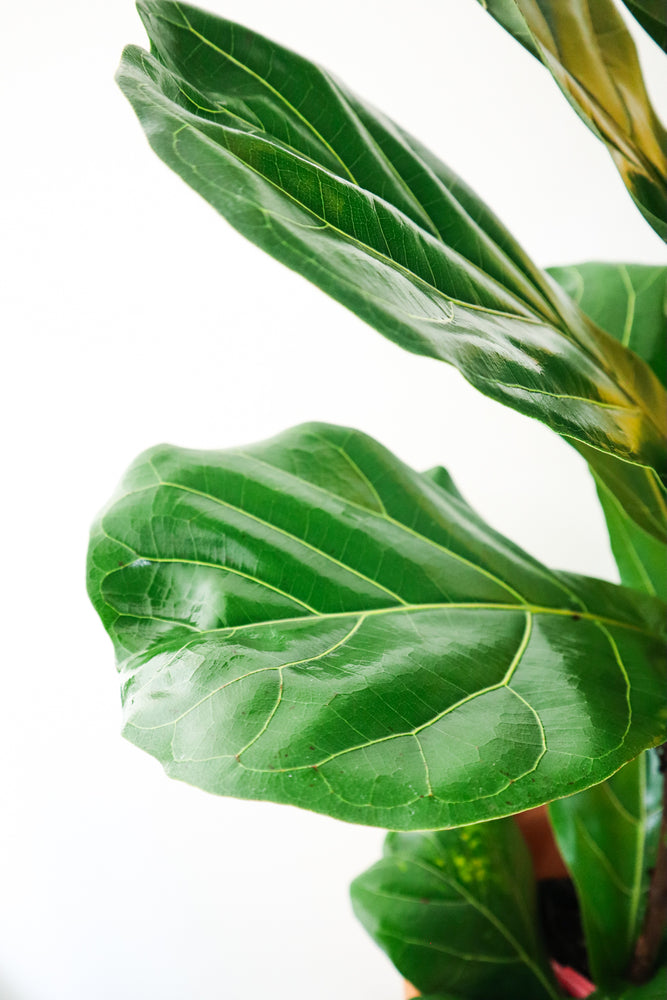 
            
                Load image into Gallery viewer, Fiddle Leaf Fig
            
        