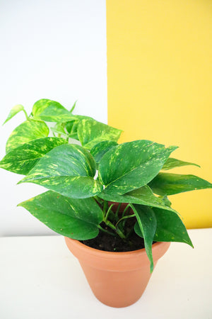 Golden Pothos