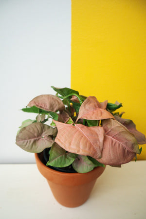 Pink Arrowhead Plant