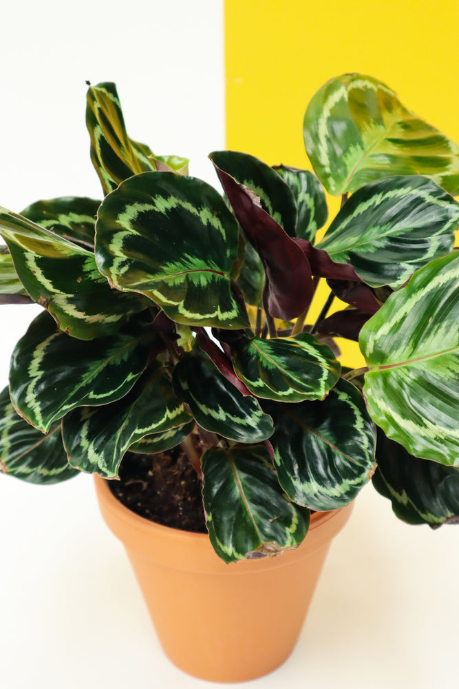 Rose Painted Calathea