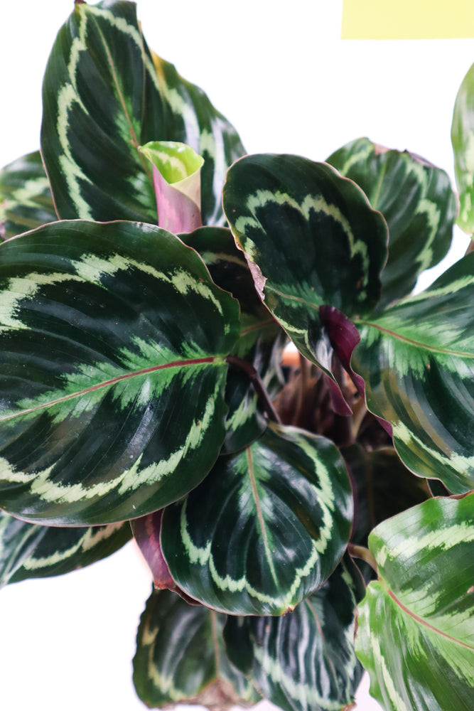 Rose Painted Calathea