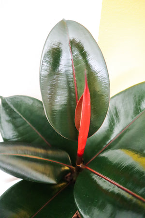 
            
                Load image into Gallery viewer, Rubber Plant
            
        