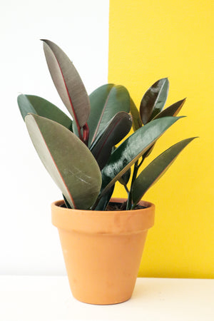 
            
                Load image into Gallery viewer, Rubber Plant
            
        
