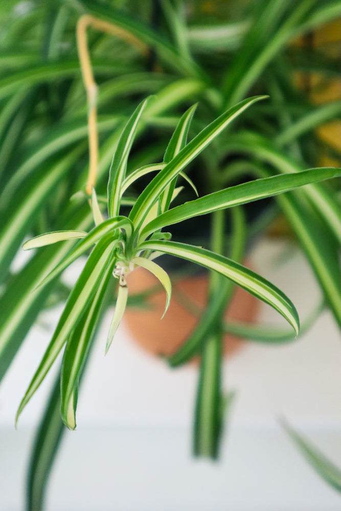 
            
                Load image into Gallery viewer, Spider Plant
            
        