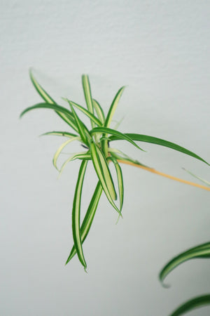 Spider Plant