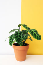 Zebra Calathea