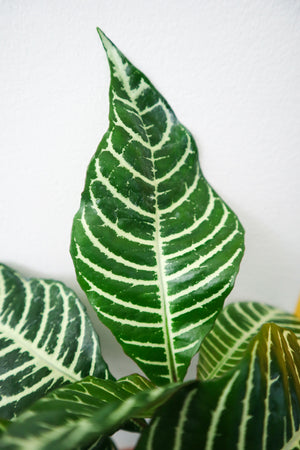 Zebra Plant