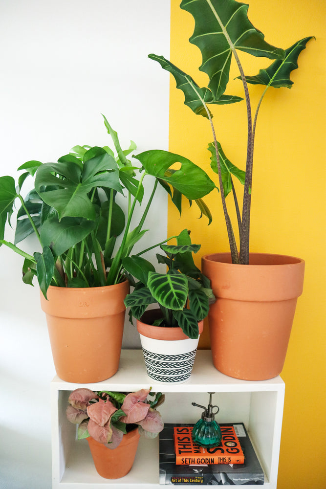 Trendy Plant Subscription (Monthly) Gauteng Only