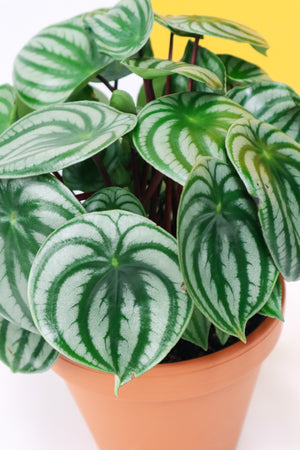 Watermelon Peperomia (Peperomia Argyreia)