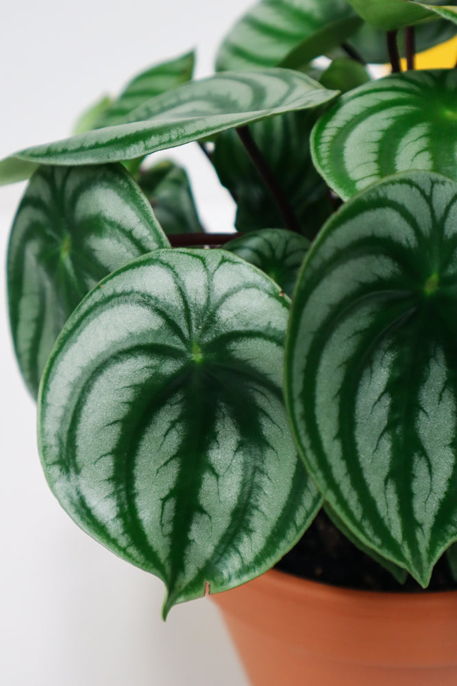 Watermelon Peperomia (Peperomia Argyreia)