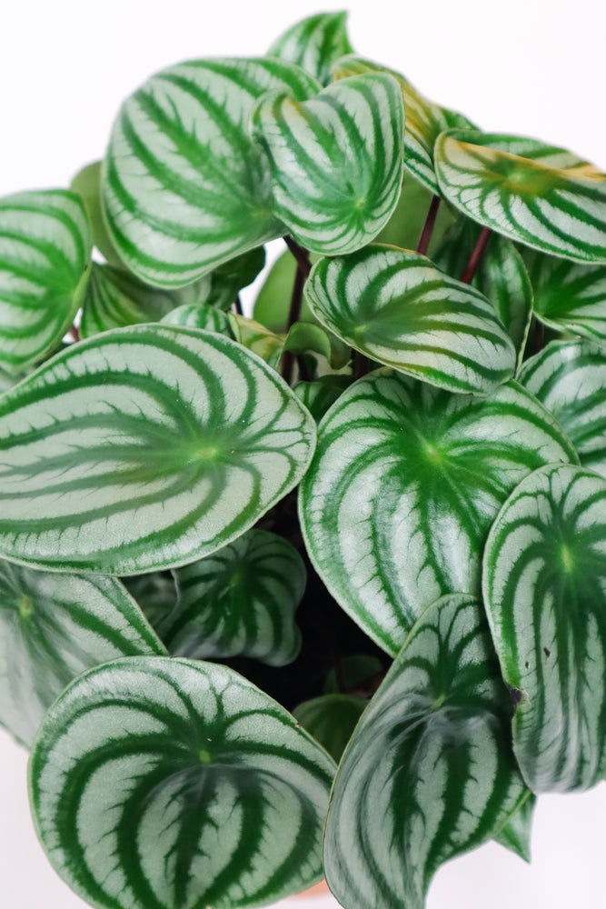 Watermelon Peperomia (Peperomia Argyreia)