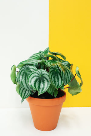 Watermelon Peperomia (Peperomia Argyreia)
