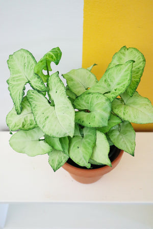 White Butterfly Arrowhead Plant