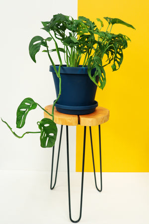 Terry's Wooden Plant Stand