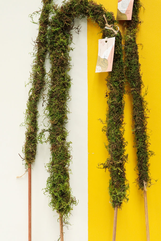 Yogi Moss Pole