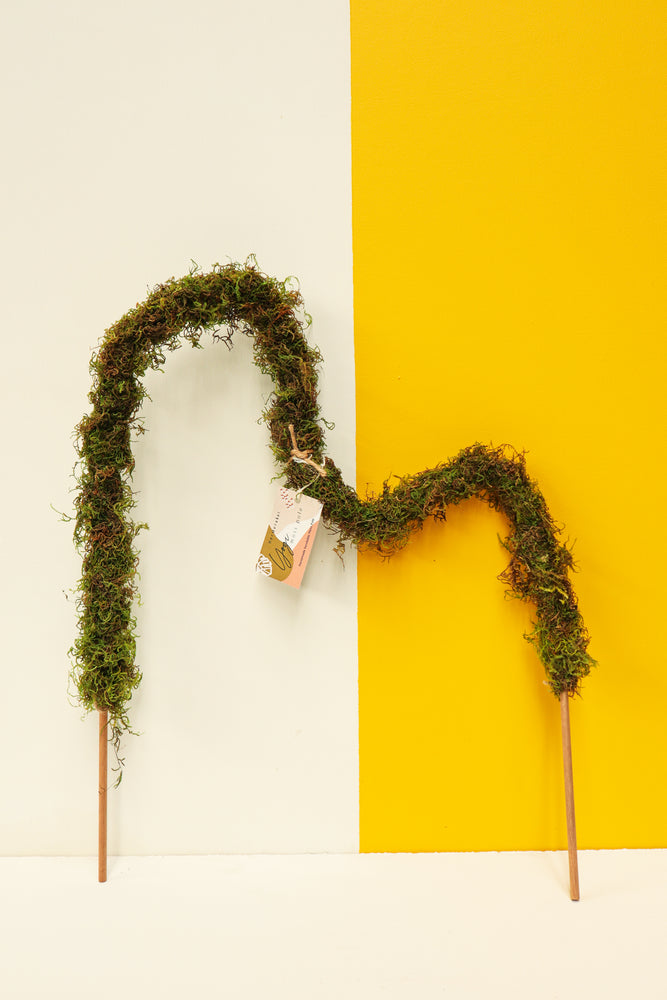 Yogi Moss Pole