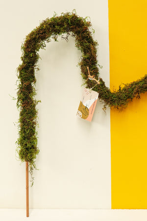 Yogi Moss Pole